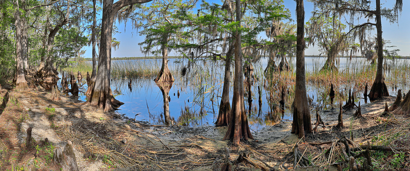 FL045.jpg :: Pano view of Cypress trees at Disney Wilderness Preserve

Poinciana FL - Winter 2020