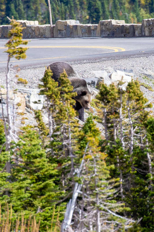 MT010(1).jpg :: Telephoto view of a grizzly bear as it crosses the road in Glacier National Park

Glacier National Park, MT - Fall 2019