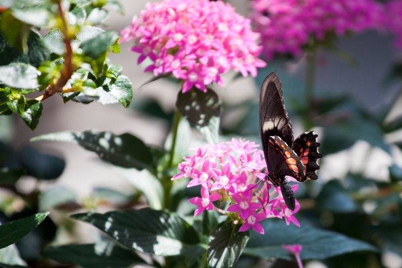 NA112.jpg :: Beautiful butterflies occupy the Wings Of Mackinac Conservatory

Mackinac Island MI - Summer 2011