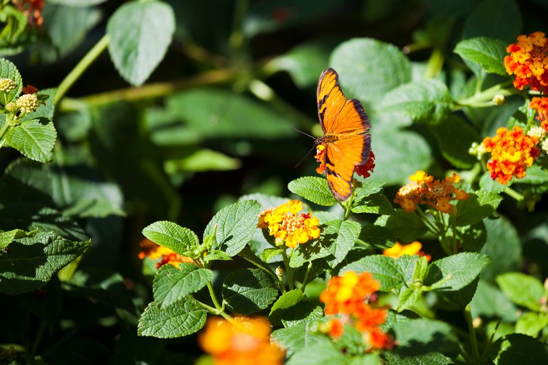 NA114.jpg :: Beautiful butterflies occupy the Wings Of Mackinac Conservatory

Mackinac Island MI - Summer 2011