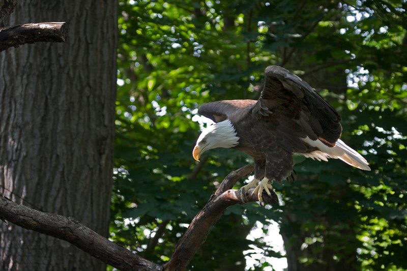 NA118.jpg :: A Bald Eagle lies perched on a branch checking out down below

Rochester NY area - Summer 2008