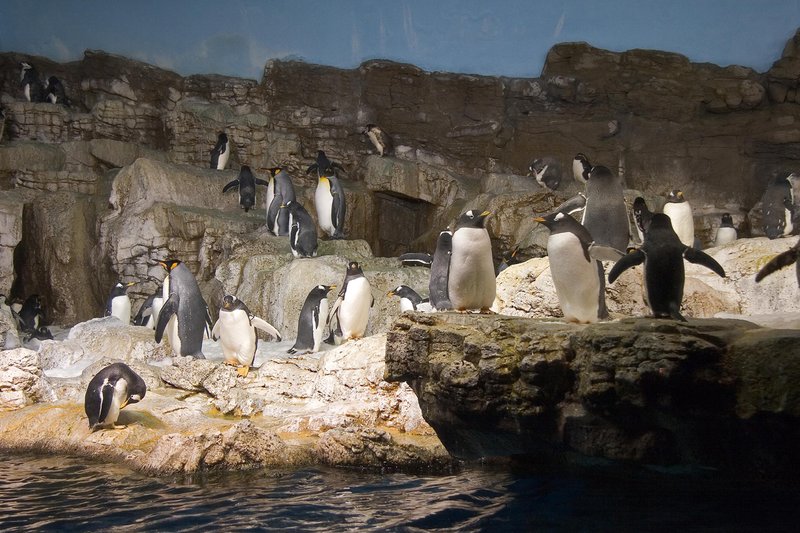 NA119.jpg :: A group of penguins just \