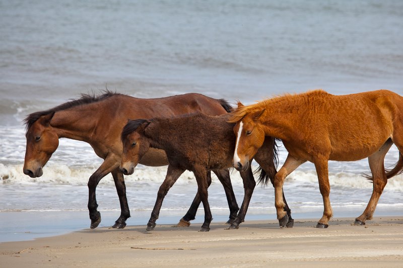 NA120.jpg :: Wild Spanish Mustangs can be found roaming the beach in the Corolla area of North Carolina's Outer Banks

Outer Banks NC - Spring 2012