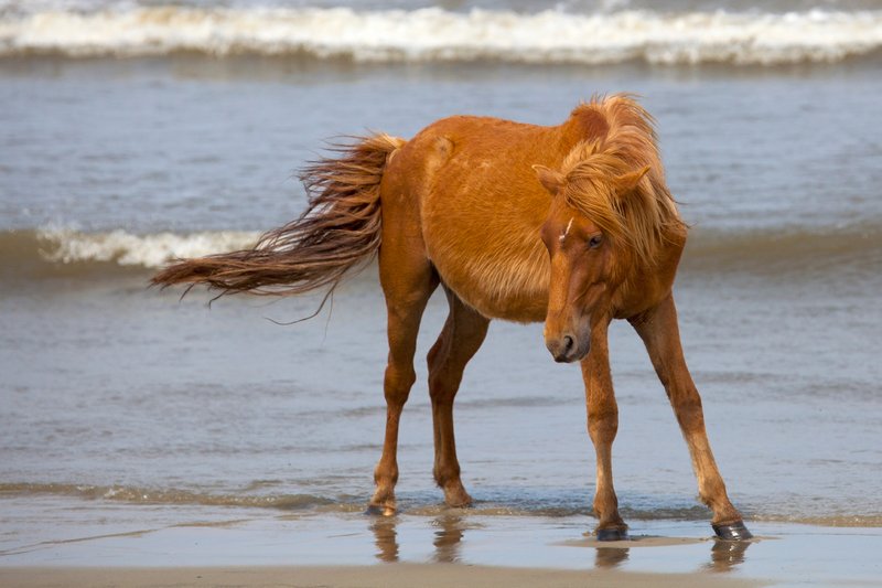 NA121.jpg :: Wild Spanish Mustangs can be found roaming the beach in the Corolla area of North Carolina's Outer Banks

Outer Banks NC - Spring 2012
