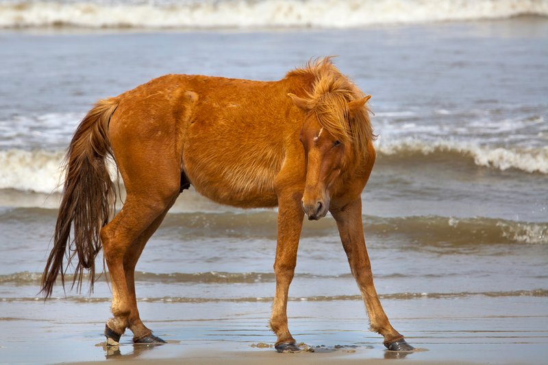 NA122.jpg :: Wild Spanish Mustangs can be found roaming the beach in the Corolla area of North Carolina's Outer Banks

Outer Banks NC - Spring 2012