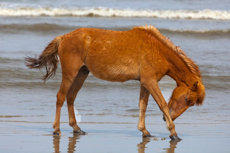 NA123.jpg :: Wild Spanish Mustangs can be found roaming the beach in the Corolla area of North Carolina's Outer Banks

Outer Banks NC - Spring 2012