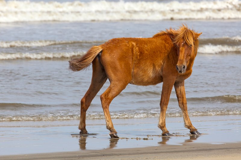 NA124.jpg :: Wild Spanish Mustangs can be found roaming the beach in the Corolla area of North Carolina's Outer Banks

Outer Banks NC - Spring 2012