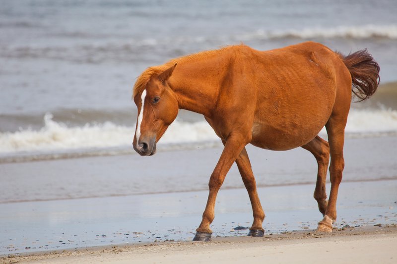 NA125.jpg :: Wild Spanish Mustangs can be found roaming the beach in the Corolla area of North Carolina's Outer Banks

Outer Banks NC - Spring 2012
