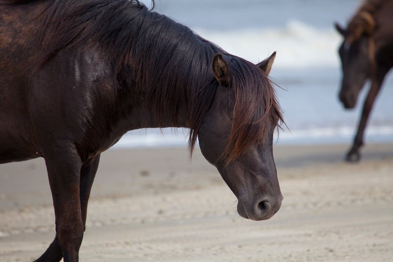 NA126.jpg :: Wild Spanish Mustangs can be found roaming the beach in the Corolla area of North Carolina's Outer Banks

Outer Banks NC - Spring 2012
