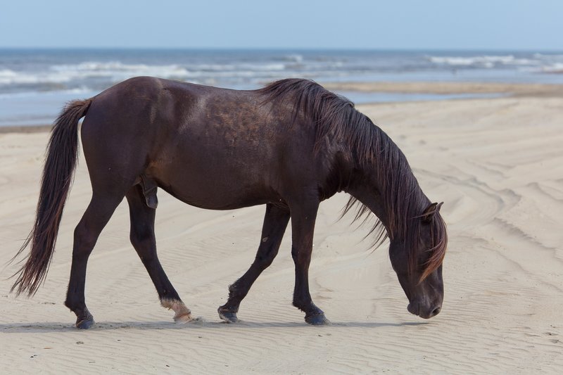 NA127.jpg :: Wild Spanish Mustangs can be found roaming the beach in the Corolla area of North Carolina's Outer Banks

Outer Banks NC - Spring 2012
