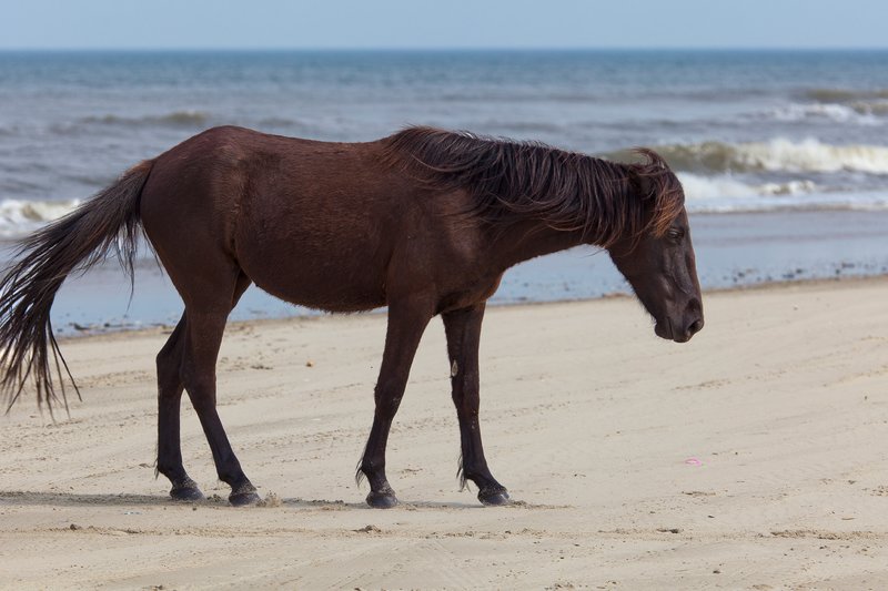 NA128.jpg :: Wild Spanish Mustangs can be found roaming the beach in the Corolla area of North Carolina's Outer Banks

Outer Banks NC - Spring 2012