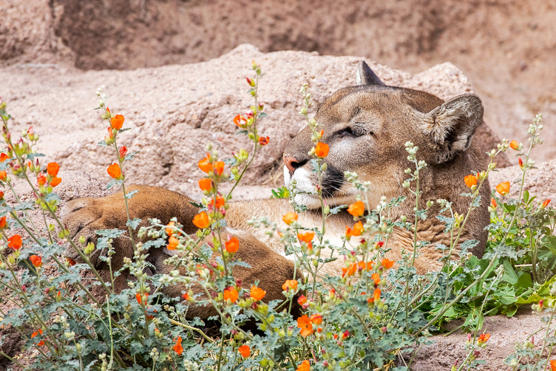 NA176.jpg :: A Mountain Lion aware of the distractions in his Sonora Desert environment

Tucson AZ - Winter 2019