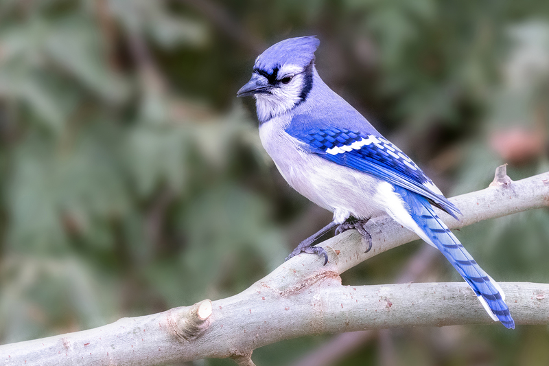 NA178.jpg :: A blue jay takes a pause on it's perch before feeding

West Henrietta NY - Fall 2020