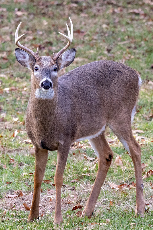 NA180.jpg :: A Buck stares me right in the eye while grabbing this photo

Mendon Ponds NY - Fall 2020