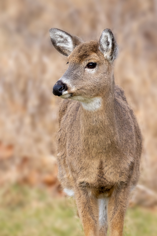 NA182.jpg :: A Doe pauses to view drivers passing by looking at the deer

Mendon Ponds NY - Winter 2020