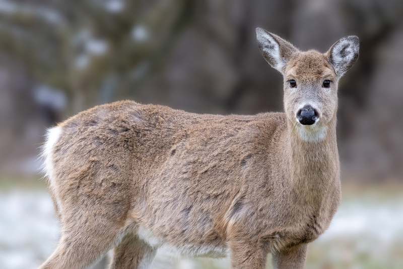 NA183.jpg :: A Doe checking out the photographer to see what he is up to !

Mendon Ponds NY - Winter 2020