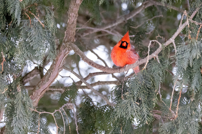 NA186.jpg :: A beautiful male cardinal sits perched in a nearby tree

West Henrietta NY - Winter 2021