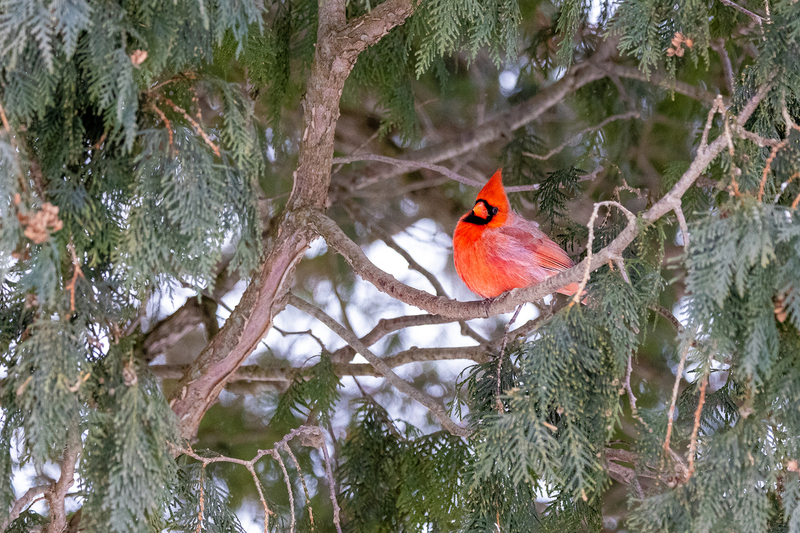 NA186b.jpg :: A beautiful male cardinal sits perched in a nearby tree

West Henrietta NY - Winter 2021