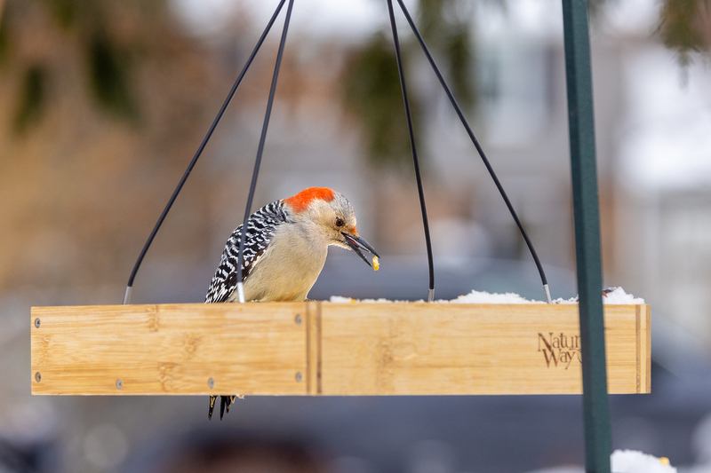 NA187.jpg :: A red bellied woodpecker swoops in for an afternoon snack

West Henrietta NY - Winter 2021