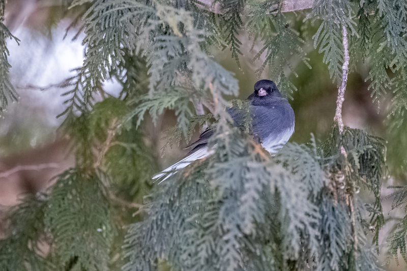 NA188.jpg :: A dark-eyed Junco scours the area while safely perched inside a nearby tree

West Henrietta NY - Winter 2021