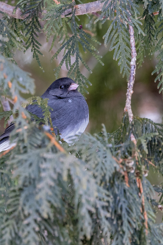 NA188b.jpg :: A dark-eyed Junco scours the area while safely perched inside a nearby tree

West Henrietta NY - Winter 2021