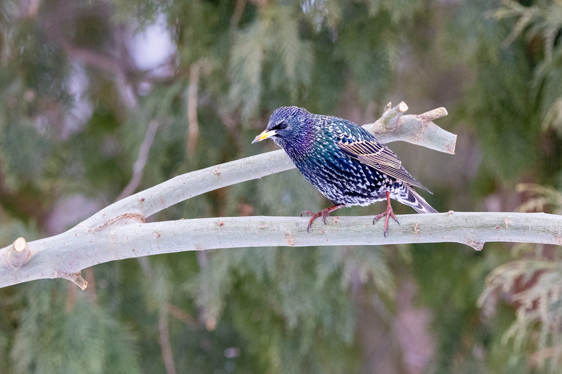NA190.jpg :: A Starling checks out the action below at the bird feeder

West Henrietta NY - Winter 2021