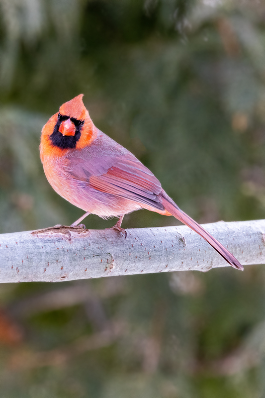 NA191.jpg :: Up close and personal portrait view of a male juvenile Cardinal

West Henrietta NY - Winter 2021