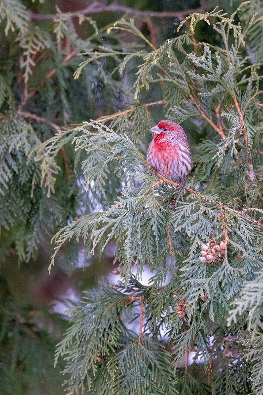 NA192.jpg :: An American Rosefinch checks out a nearby bird above in the tree

West Henrietta NY - Winter 2021