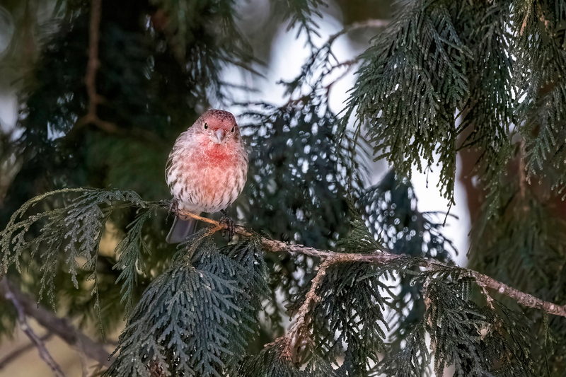 NA192c.jpg :: An American Rosefinch checks out birds below while waiting to eat

West Henrietta NY - Winter 2021