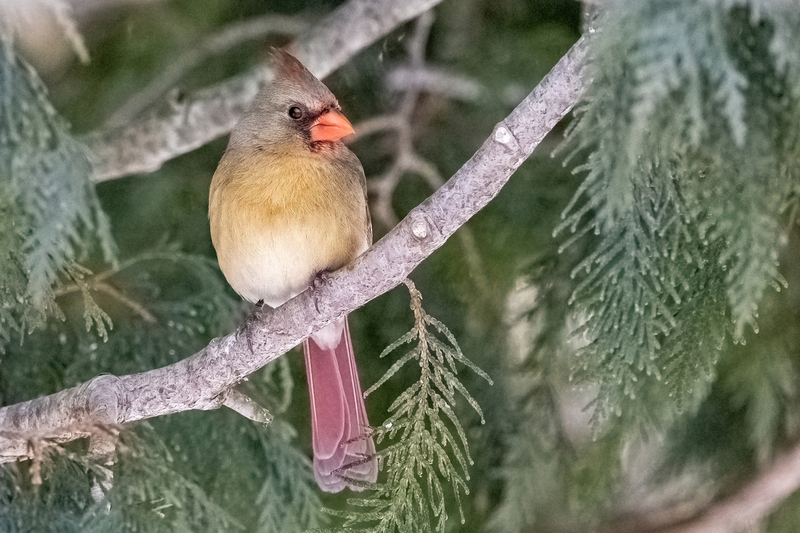 NA194b.jpg :: A female Cardinal checks out birds below while waiting to eat

West Henrietta NY - Winter 2021