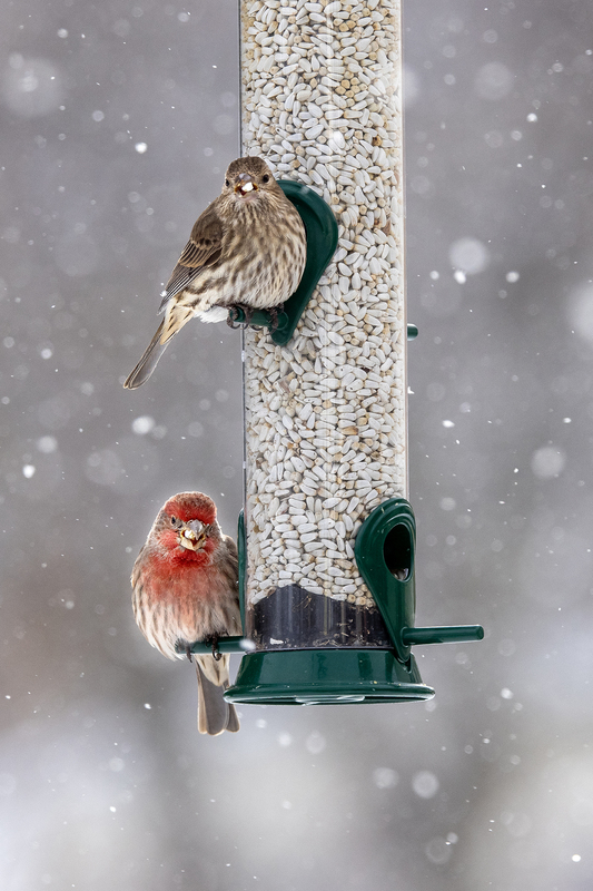 NA197.jpg :: A common & rose finch pose for a candid while eating at the feeder

West Henrietta NY - Winter 2021