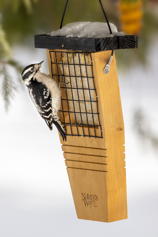 NA198.jpg :: A downy woodpecker takes a break while eating at the suet feeder

West Henrietta NY - Winter 2021