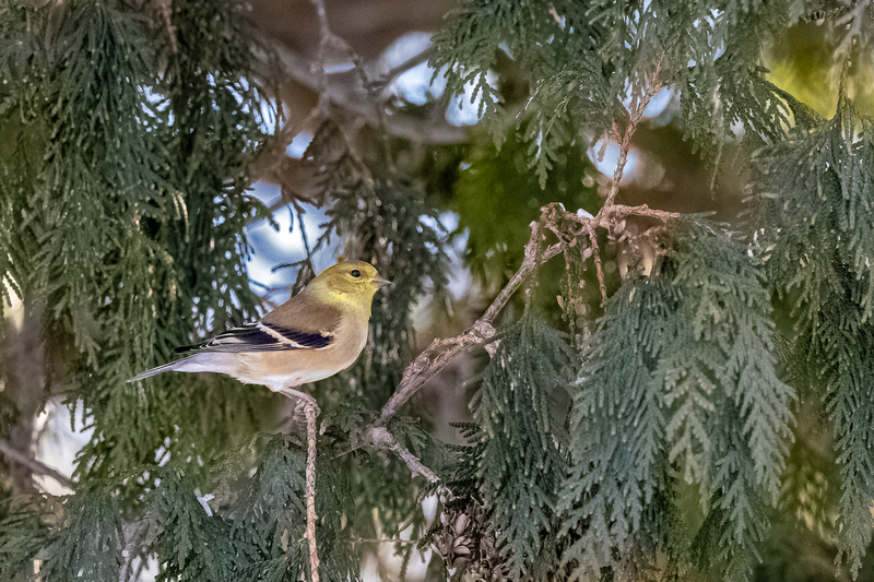 NA199.jpg :: An American goldfinch relaxes before swooping down for more food

West Henrietta NY - Winter 2021