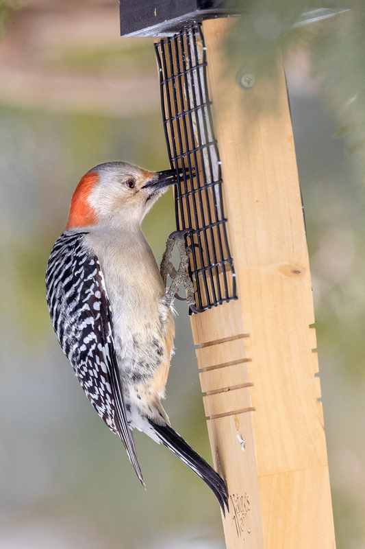 NA200.jpg :: A red bellied woodpecker swoops in to grab a bite from the suet feeder

West Henrietta NY - Winter 2021