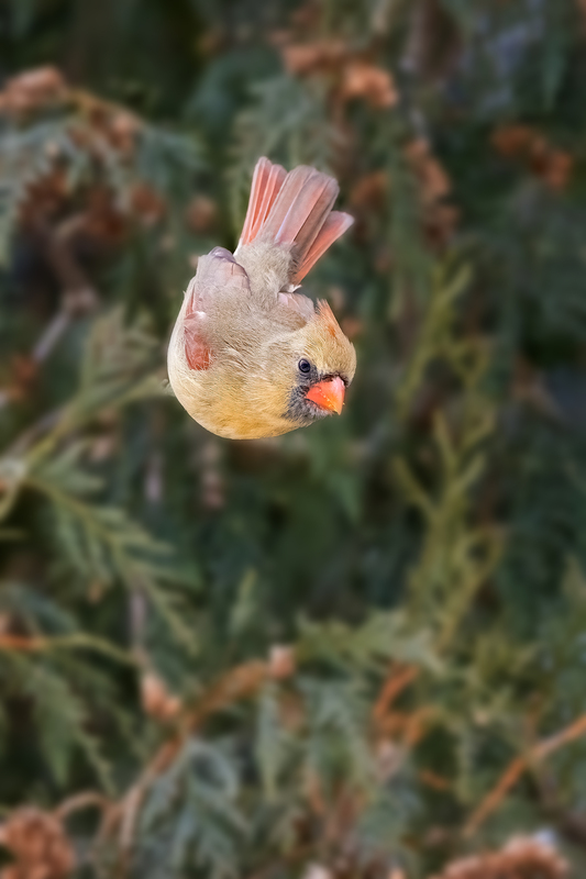 NA204.jpg :: A female Cardinal dives down towards a food tray

West Henrietta NY - Winter 2021
