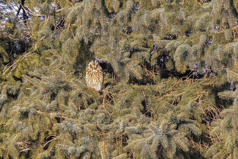 NA206.jpg :: A short eared owl image, captured from roadside resting above near sundown

Avon NY - Winter 2021