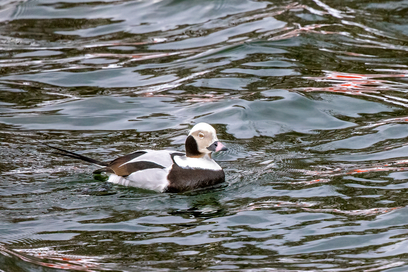 NA207.jpg :: A Long Tailed Duck waiting to take his next dive into Irondequoit Bay

Irondequoit NY - Winter 2021