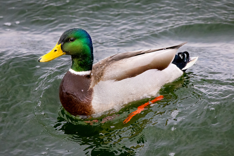NA208.jpg :: A Mallard Duck enjoys paddling around in Irondquoit Bay

Irondequoit NY - Winter 2021