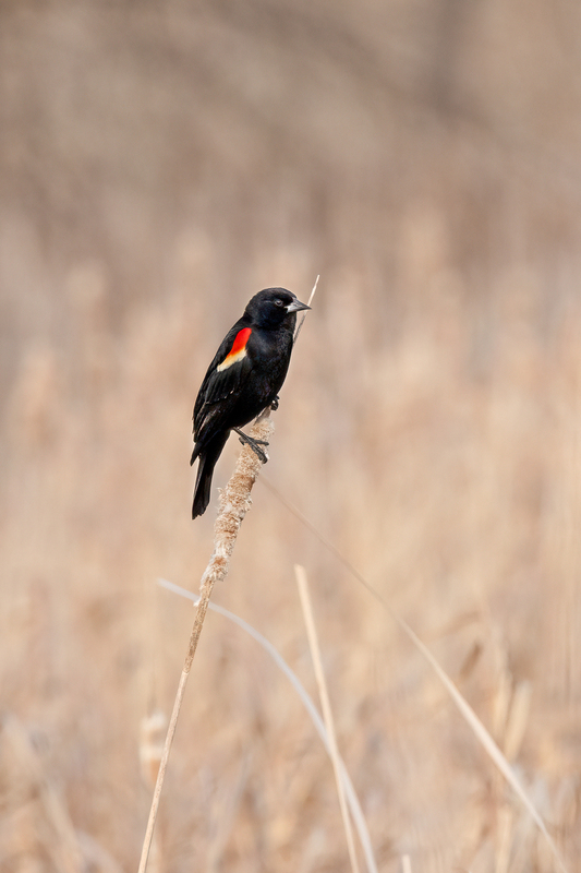 NA210.jpg :: A Red Winged Blackbird perched in a field keeping an eye out for it's next meal

Avon NY - Winter 2021