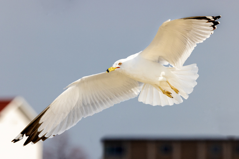 NA211.jpg :: A Ring-billed Gull circles over the inlet of the Genesee River

Rochester NY - Winter 2021