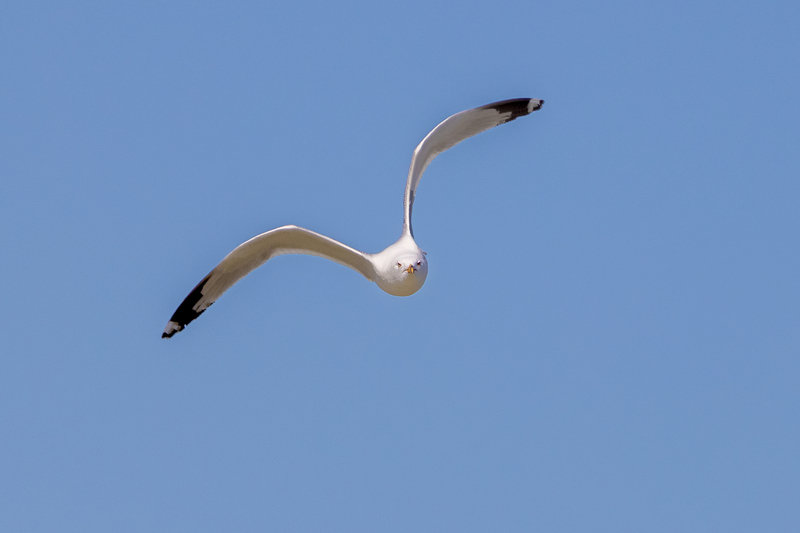 NA214.jpg :: A Ring-billed gull banks a turn over the Genesee River below

Rochester NY - Spring 2021