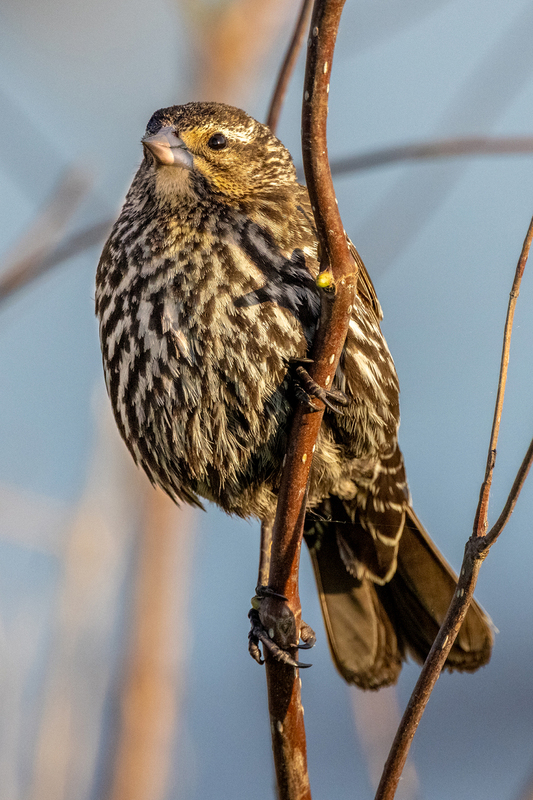 NA217.jpg :: A Female Red Wing Blackbird sits perched on a small limb @ Montezuma Wildlife Refuge

Seneca Falls NY - Spring 2021