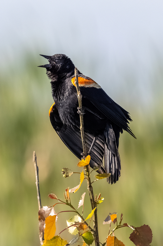 NA218.jpg :: A Male Red Wing Blackbird sits perched on a small plant @ Montezuma Wildlife Refuge

Seneca Falls NY - Spring 2021
