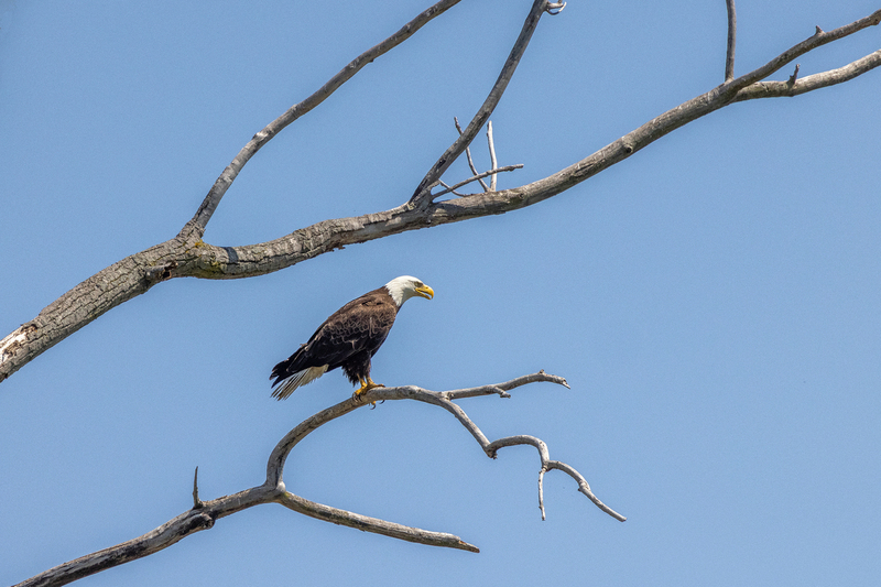 NA219.jpg :: A Bald Eagle sits perched atop a tree @ Montezuma Wildlife Refuge

Seneca Falls NY - Spring 2021