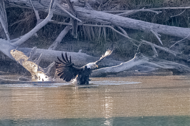 NA221.jpg :: A Bald Eagle preparing to leave after bathing at Montezuma Wildlife Refuge

Seneca Falls NY - Spring 2021