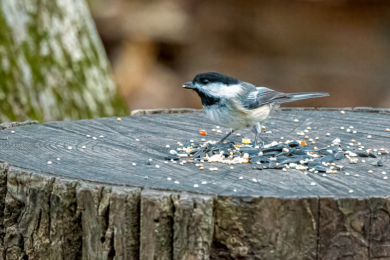 NA227.jpg :: A Black Capped Chickadee dines off food left by passing hikers in Mendon Ponds Park

Honeoye Falls NY - Fall 2021