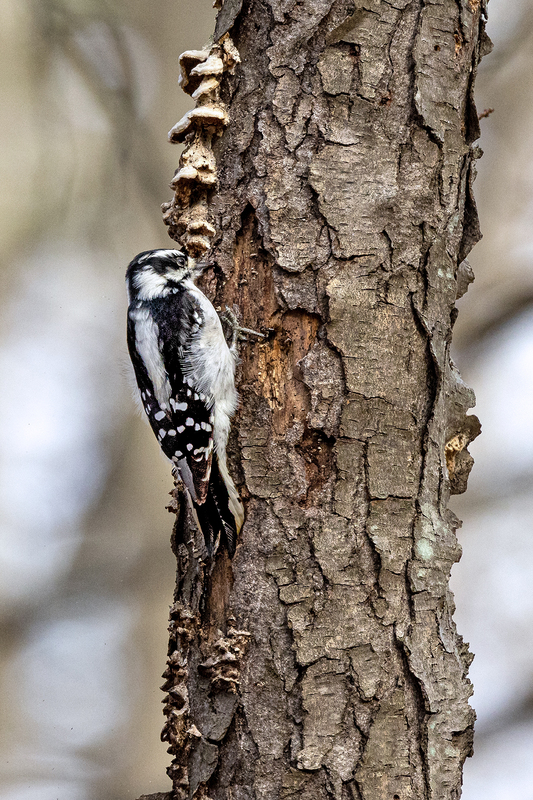 NA228.jpg :: A Downy Woodpecker digging into a tree trunk in Mendon Ponds Park

Honeoye Falls NY - Fall 2021