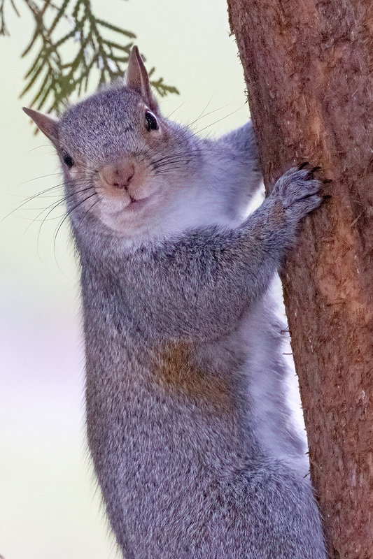NA230.jpg :: A squirrel clings onto a tree trunk while curious about the photographer

West Henrietta NY - Winter 2021