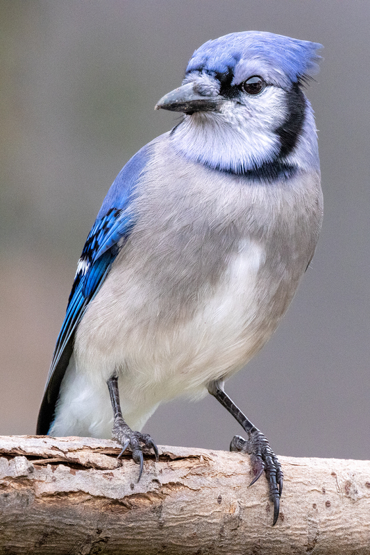 NA231.jpg :: A blue jay pauses to check out the surroundings before grabbing more food

West Henrietta NY - Fall 2021