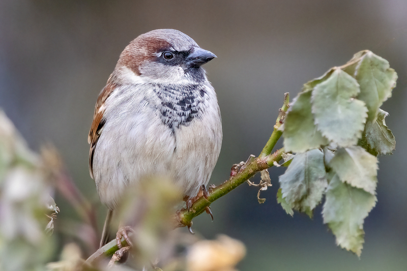 NA232.jpg :: A house sparrow takes a break on a rose bush while scouring the surroundings

West Henrietta NY - Winter 2021